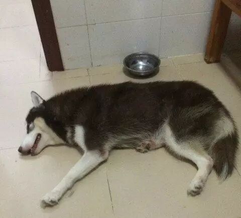 哈士奇绝食几天，带去医院竟发现肚子里有一把铁叉子！