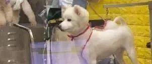 以为爱犬剪毛变稳重，让她感动不已，结果转头才发现自己认错狗！