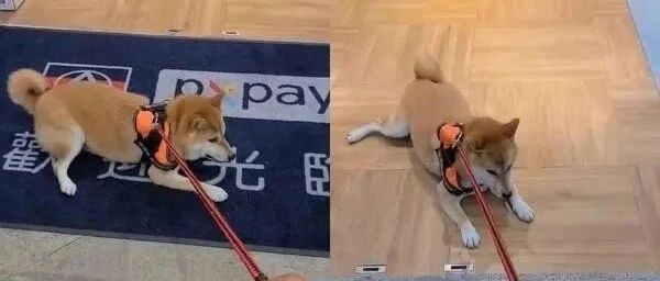 柴犬为了吹冷气与主人展开拔河大赛，这一幕引起许多柴友共鸣......