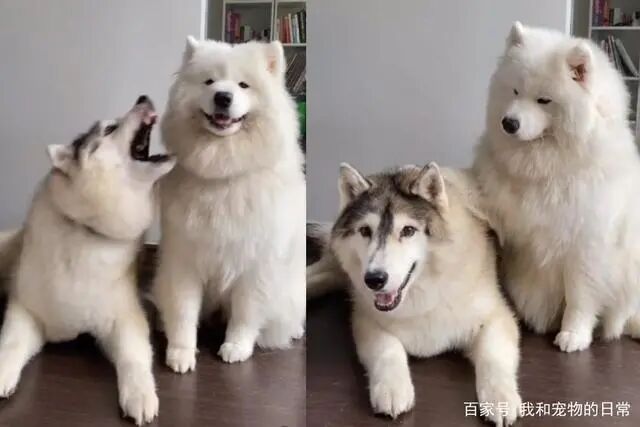 这是遇到剋星了 哈士奇一调皮 萨摩耶立刻伸手摸头让它秒安静 柠檬资讯