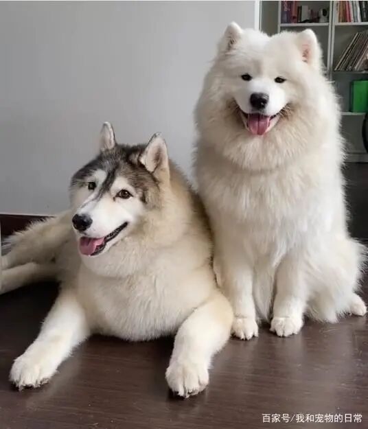 这是遇到剋星了 哈士奇一调皮 萨摩耶立刻伸手摸头让它秒安静 柠檬资讯