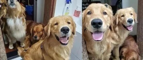 上个厕所压力真大，4只阿金做出的行径让她直呼无奈！