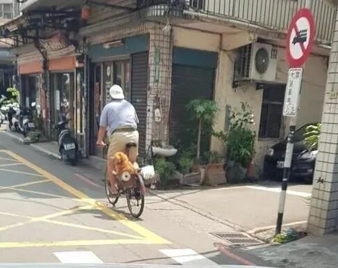 阿公骑单车载狗孙兜风 狗狗坐在菜篮里的举动特有喜感 我和宠物的日常 微信公众号文章阅读 Wemp