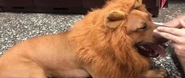 给狗狗套上狮子头后带出去散步，结果引发一场误会！