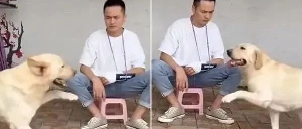 从没看过这么讨打的汪星人！