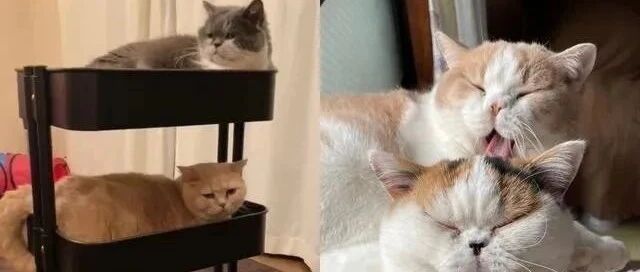 三层推车被挤满，摇身变成猫咪大楼，网笑：使用方式正确!