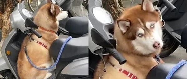 准备出门遛狗去，结果转头却见眼熟哈士奇呆坐隔壁车踏板！