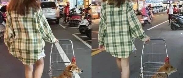 菜篮摇身一变成了柴犬的接送专车，网友：整个城市都是它的伸展台