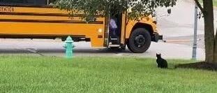 这是最称职的猫保镖......网友看了全赞爆！