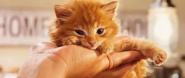 跨越种族的爱，大狗将它当成自己的孩子一样照顾！