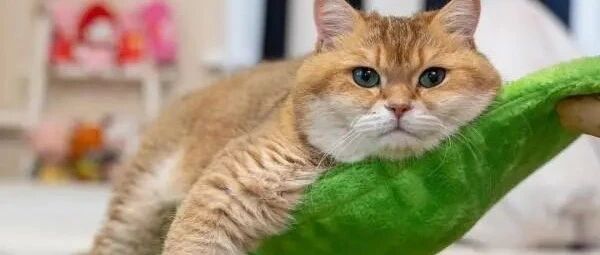 饲主买了一个自动逗猫器，结果猫咪的反应让大家都笑喷啦！