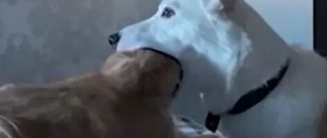 狗狗一口将猫头含在嘴巴里，猫咪挣脱后摆出一副臭脸！