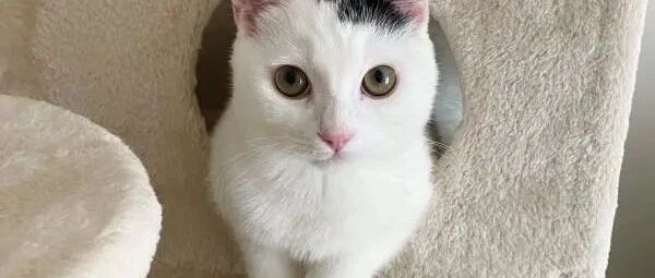 饲主在地上发现两个尖锐物，网友一看都惊呼是捡到宝！