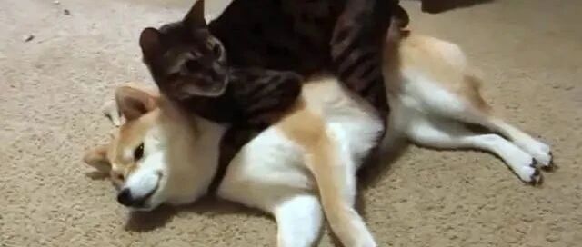 霸道猫咪熊抱同伴狂舔毛，柴犬无可奈何露出眼神死表情！