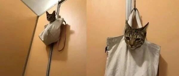 猫咪被挂在厕所门上，宛如一颗眼神死的猫头监视器！