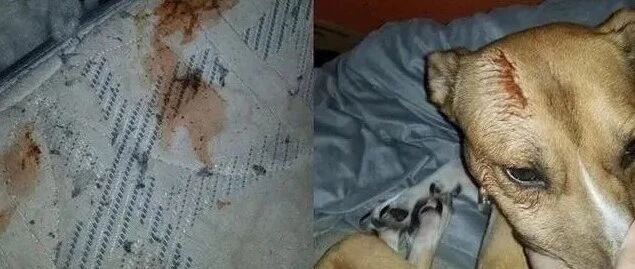 凌晨4点被爱犬吓坏，床上有着大片血迹，仔细查看才发现原来是......