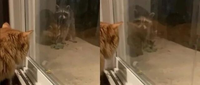 浣熊军团闯民宅找食物，却没想到一切都被猫咪看在眼里！