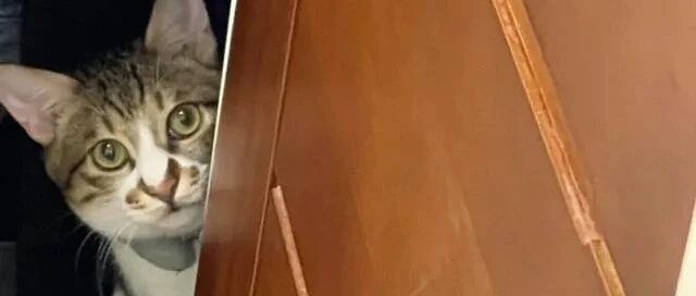 奴才出去玩托室友照顾猫四天，猫咪见她回家竟直接哭出眼泪！