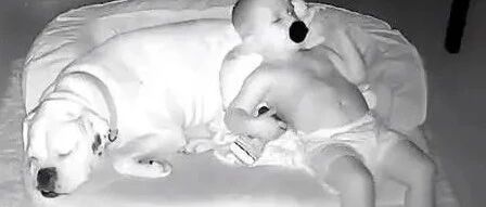 小萌娃半夜偷爬下床跑去跟狗睡，下秒狗狗的举动超级有爱！