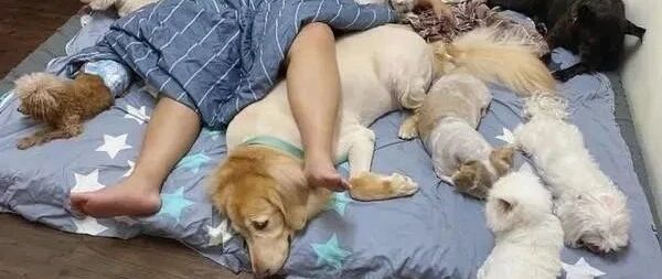 9狗1猫＋枕边人占满床睡觉，这画面顿时让她感到心凉！