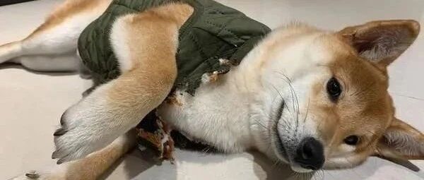 买了一件保暖背心给柴犬，一夜过后让饲主超傻眼！