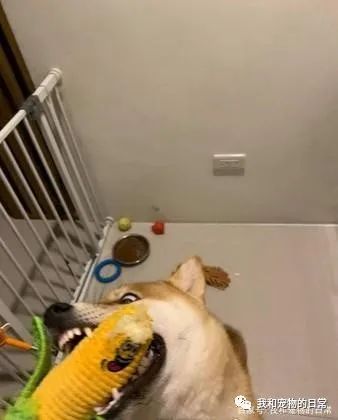 买了一件保暖背心给柴犬,一夜过后让饲主超傻眼!-微信头条网 买了一件保暖背心给柴犬,一夜过后让饲主超傻眼!