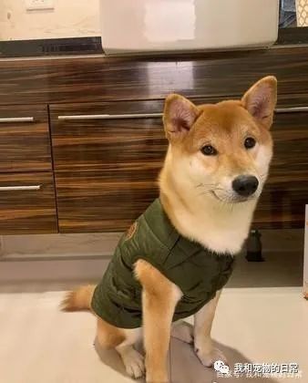 买了一件保暖背心给柴犬,一夜过后让饲主超傻眼!-微信头条网 买了一件保暖背心给柴犬,一夜过后让饲主超傻眼!