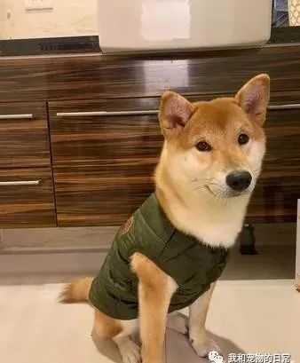 买了一件保暖背心给柴犬，一夜过后让饲主超傻眼！