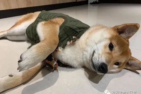 买了一件保暖背心给柴犬，一夜过后让饲主超傻眼！