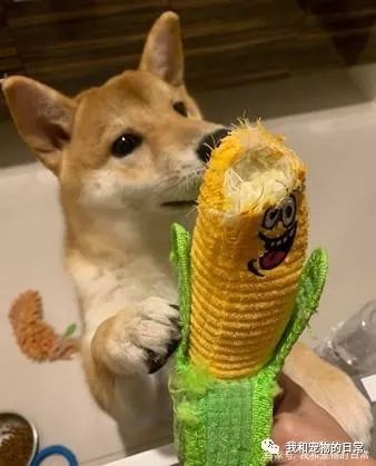 买了一件保暖背心给柴犬,一夜过后让饲主超傻眼!-微信头条网 买了一件保暖背心给柴犬,一夜过后让饲主超傻眼!