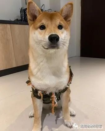 买了一件保暖背心给柴犬,一夜过后让饲主超傻眼!-微信头条网 买了一件保暖背心给柴犬,一夜过后让饲主超傻眼!