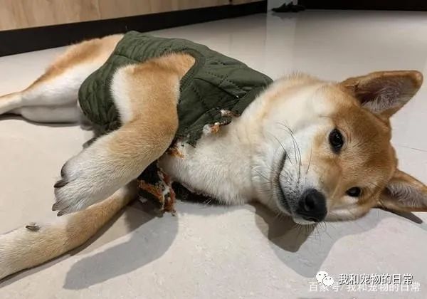 买了一件保暖背心给柴犬,一夜过后让饲主超傻眼!-微信头条网 买了一件保暖背心给柴犬,一夜过后让饲主超傻眼!