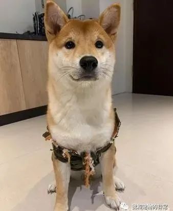 买了一件保暖背心给柴犬，一夜过后让饲主超傻眼！