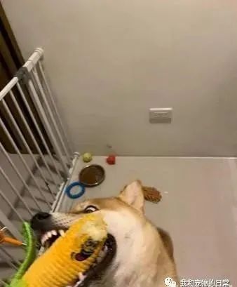 买了一件保暖背心给柴犬，一夜过后让饲主超傻眼！