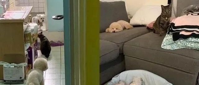 失智汪忘记怎么出厕所，随后2只贴心毛孩做出的举动超有爱！