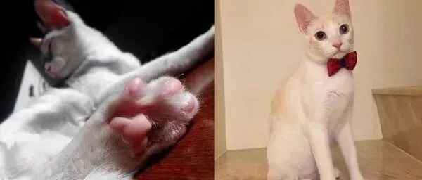 爸爸心疼订制的门被猫抓伤，一个幽默的举动让全家人当场笑翻！