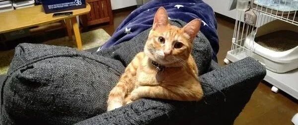 奴才太晚回家，结果发现猫咪一脸严肃坐在沙发上，这眼神亮了！