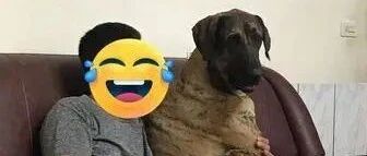 领养的时候小小一只才2公斤重，结果2年后长成60公斤巨兽！