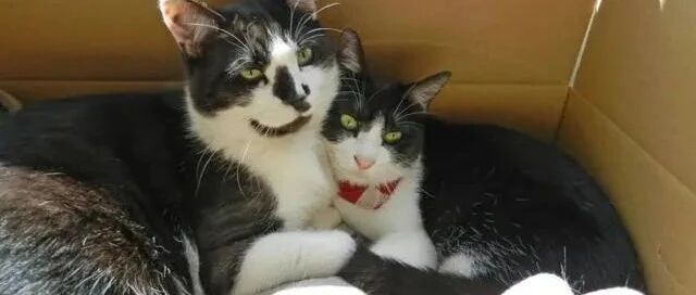 同胎猫姐弟一起长大，体型却差了不只一倍！