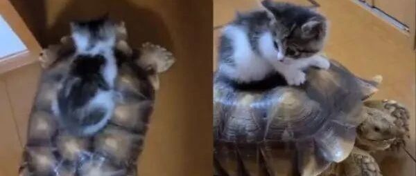 小猫直接把乌龟当成计程车，坐在背上缓缓移动参观新家！