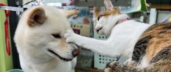 大胆！竟敢吃本喵豆腐？