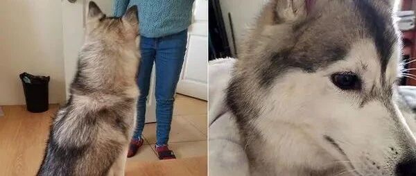 家里突然闯进一只哈士奇，它却像是回到自己家一样自在！