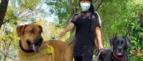 小黄狗养4年暴长90公斤，出门散步都像是在遛牛！