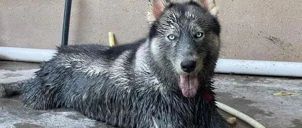 二哈被邻居送回家变全新黑狗，主人闻到臭味崩溃：你去流浪好了！