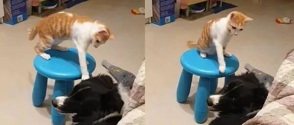 原来狗狗的耐心都是被猫咪训练出来的！