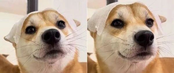 柴犬吵着要敷面膜，达成愿望的模样亮了！
