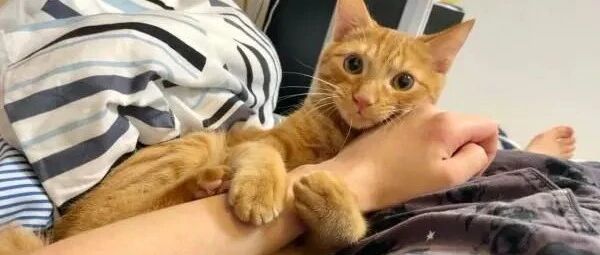 莫非这只猫咪上辈子是忙碌的上班族？