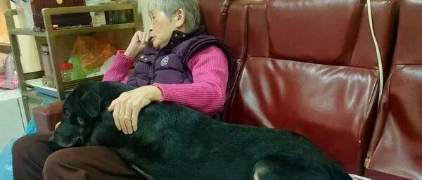 巨无霸狗孙扑进阿嬷怀里分吃早餐，内心仍住着个小宝宝的灵魂！