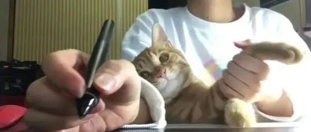 猫奴在电脑前面认真绘图，却不断受到橘猫的各种干扰！