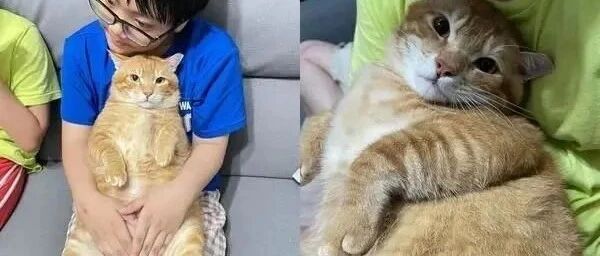领养橘猫养3个月她说有变瘦，网见肥厚大肚腩笑喷：你确定？